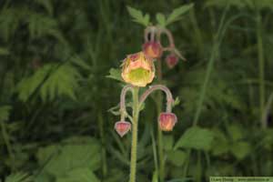 Humleblomster, Geum rivale